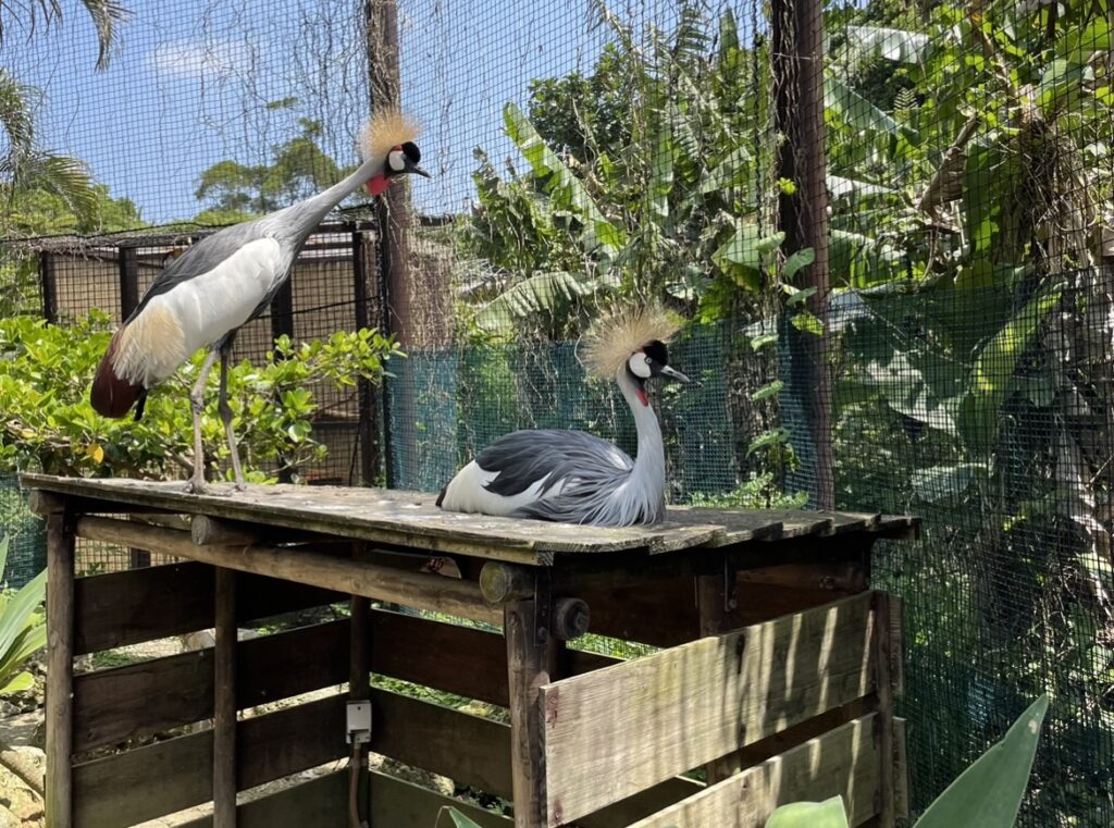 鳥類の写真